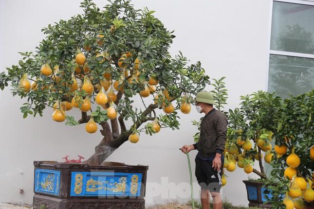 Bưởi cảnh, đào cổ thụ giá hàng chục triệu đồng xuống phố đón Tết ảnh 9