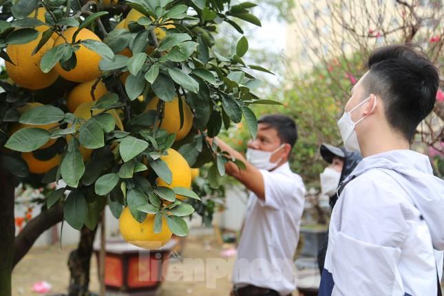 Bưởi cảnh, đào cổ thụ giá hàng chục triệu đồng xuống phố đón Tết ảnh 8