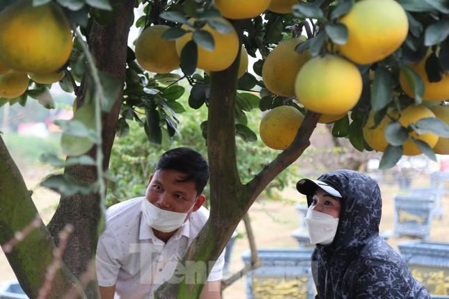 Bưởi cảnh, đào cổ thụ giá hàng chục triệu đồng xuống phố đón Tết ảnh 12